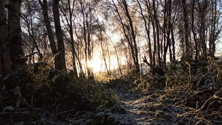 The birch woodland in winter at Lackan Cottage Farm