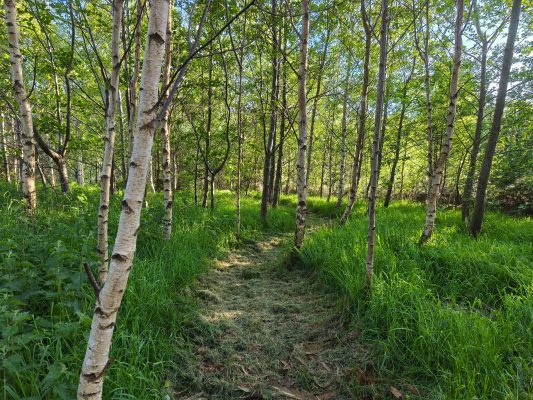 The young woodland area at Birch Cottage